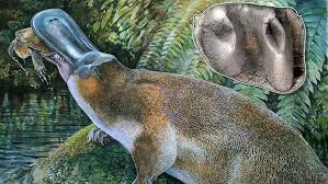 Giant Platypus once roamed australia