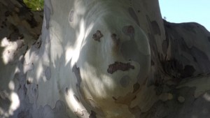 Tree face (Small)