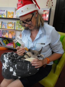 Forbes Library 4th Dec 2015 Storytime 12 Days of Christmas Aussie Style Theme visitor Joey named Declan Foster Mum Kathy1